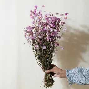 Dried Flowers - Pink Rhodanthe Daisy